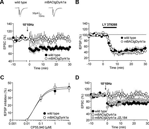 Prefrontal Deficits in a Murine Model Overexpressing the Down Syndrome ... 