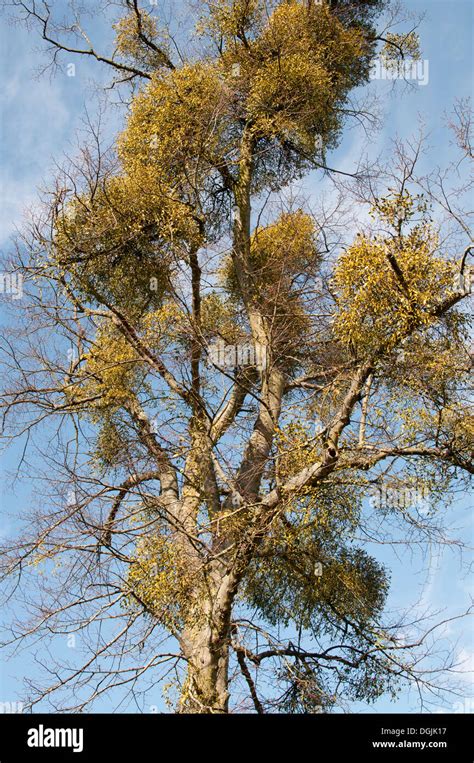 Bunches Of Mistletoe Viscum Album Growing In Tree Branches Stock Photo