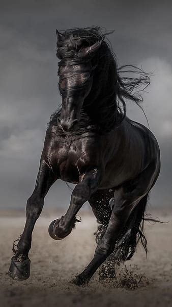 Black Horse Hd Wallpapers 1080p - Infoupdate.org