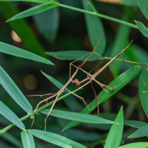 How Long Do Stick Insects Mate For Pet Brilliant