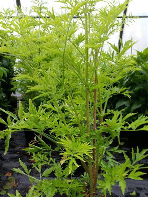 Gelblaubiger S Ulen Holunder Golden Tower Sambucus Nigra Golden