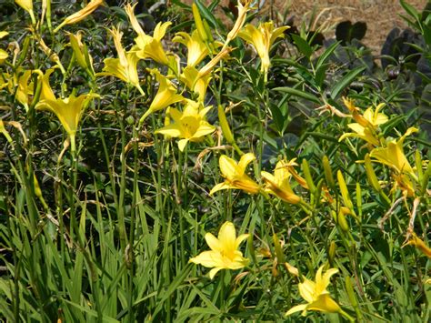 Yellow Daylily 04 Flowers Plants And Leaves Pinterest