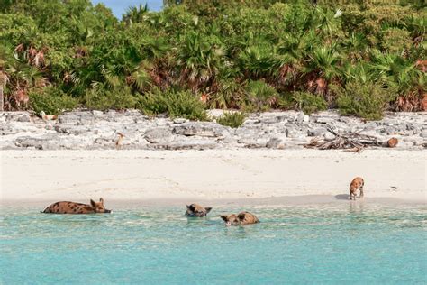 Pig Beach: How to visit the Bahamas Swimming Pigs in Staniel Cay Exuma