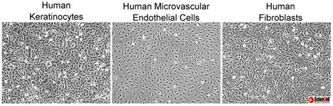 13 Technical Tips For Successful Primary Cell Culture Sciencell