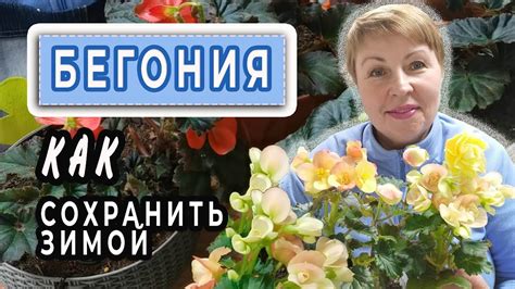 Как сохранить БЕГОНИЮ зимой?! Мой личный опыт. Когда сеять семена ...