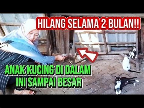 Dikira Mati Anak Kucing Hilang Bulan Ternyata Disini