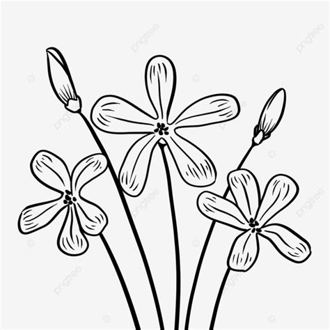 Flores Doodle Desenho Linha Arte PNG Flores Rabisco Linear Imagem