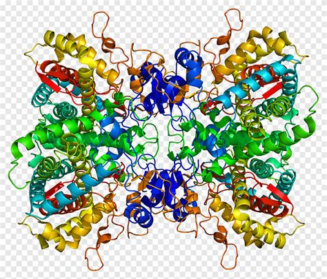 Protein Cyp2d6 Hemoglobin Subunit Zeta Structure Structural Biology