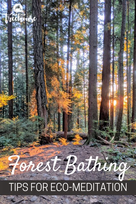 Forest Bathing Eco Meditation For The Soul Poptop Tree House