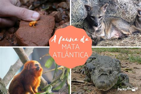 45 animais incríveis da Mata Atlântica características e fotos