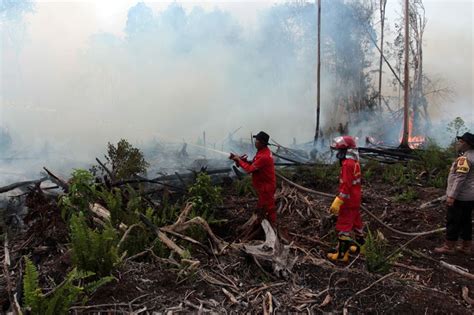 Hampir 1 000 Hektare Hutan Dan Lahan Di Kalsel Terbakar