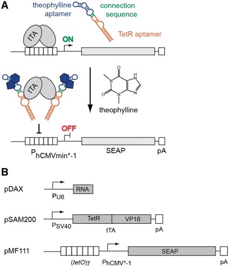 A Proposed Mechanism Of The Theophylline Responsive TetR Aptamer In