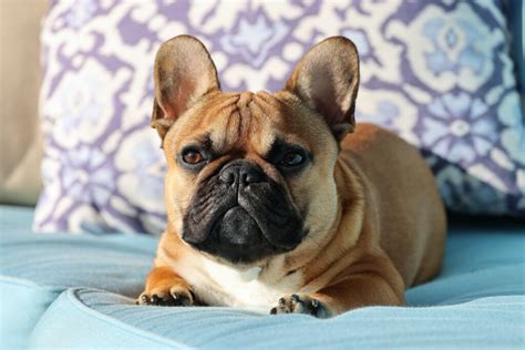 French Bulldog Growth Chart And Timeline What To Expect