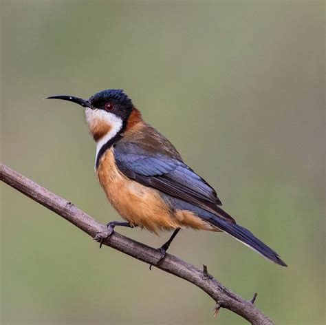 Bird Eastern Spinebill Barwon Bluff