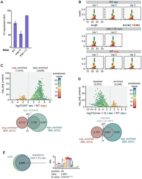 Figures And Data In Snpc 1 3 Is A Sex Specific Transcription Factor