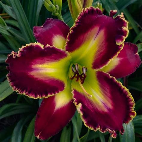 Daylily Hemerocallis Spacecoast Spearmint Smoothie In The Daylilies