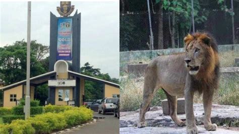 How Lion Attacked Killed Top Nigerian Varsitys Staff Vanguard News