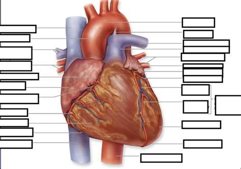 Anatomy Cardiovascular System Diagram Quizlet