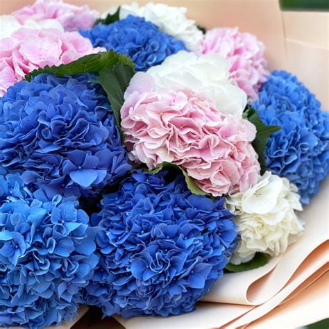 Гортензии, купить букет гортензий в Киеве с доставкой на дом - Florina
