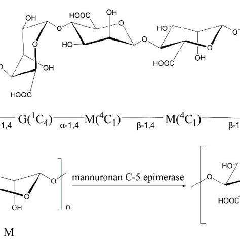 The Structure Of Alginate And The Function Of Manc5 Es A Chemical Download Scientific