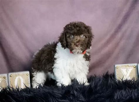 Beautiful Yorkiepoo Puppies For Sale Trustedpuppies