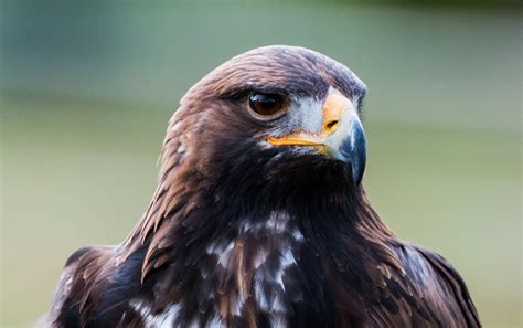 Birds Of Prey In Ireland Where To See The Top 7