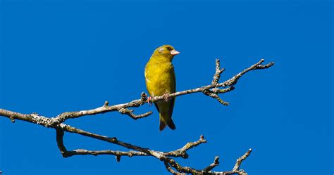 Bird Greenfinch Branch Free Photo On Pixabay Pixabay