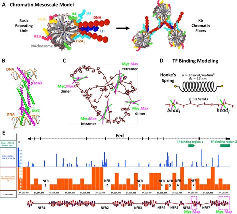 Regulation Of Chromatin Architecture By Transcription Factor Binding