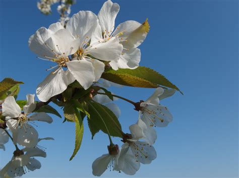 Bildet Tre Natur Gren Blomstre Anlegg Sollys Blad Blomst