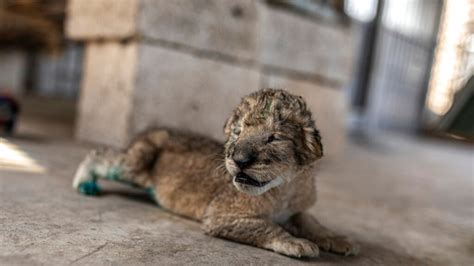 3 Newborn Lion Cubs a Rare Joyous Sight in War-Scarred Gaza