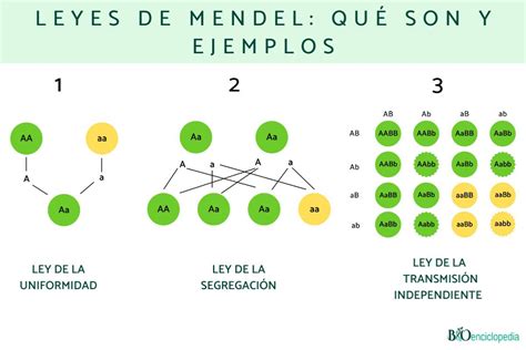 Esquema De Las Leyes De Mendel Gers Porn Sex Picture