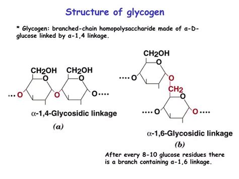 PPT - Structure of glycogen PowerPoint Presentation, free download - ID ...