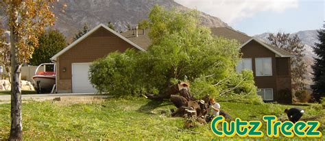 Utah Tree Removal Servce Cutz Treez Ogden Tree Service