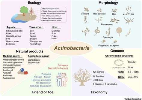 Flagellar Evolution And Flagella Independent Motility In Actinobacteria