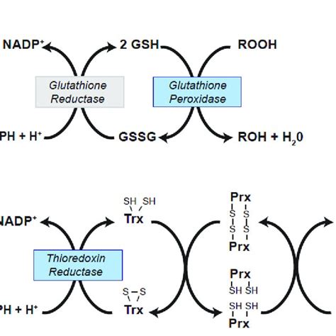 Redox Pathways Involved In The Reduction Of Cellular Peroxides A