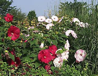 Green World: Summer Flowers / Cold hardy hibiscus