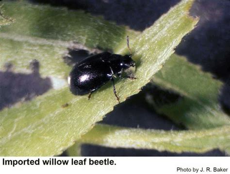 Imported Willow Leaf Beetle Nc State Extension Publications