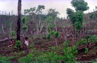 Hutan Gundul Di Lombok Barat Datatempo