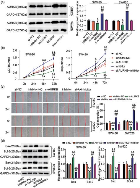 Aurkb Is Required For The Inhibitory Effect Of Mir On Cc Cell