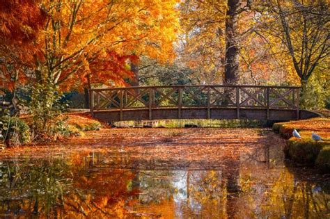 Best Spots To Appreciate Autumn Leaves In London London Cheapo