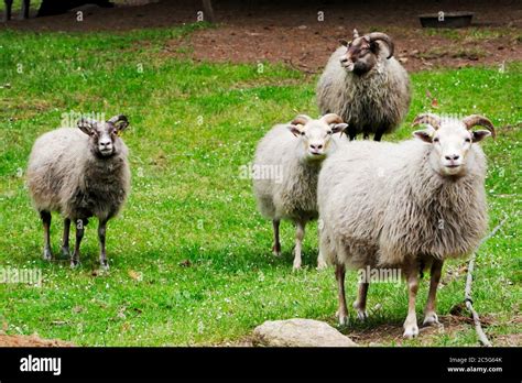 Four Icelandic sheep looking towards the camera, they are various ...