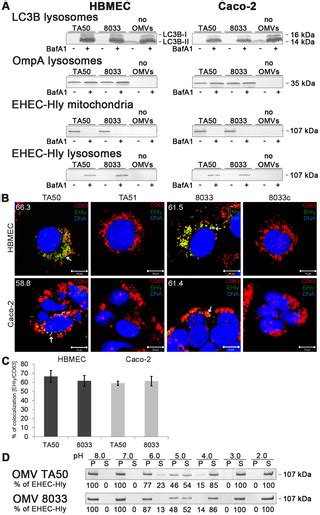 Enterohemorrhagic Escherichia Coli Hemolysin Employs Outer Membrane Vesicles To Target