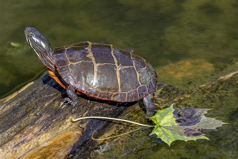 Eastern Painted Turtle From Rockland County Ny Usa On October