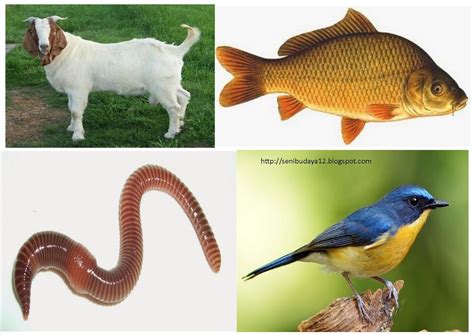contoh hewan invertebrata contohnya