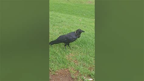 Crow🇦🇺🪃🐦🦅🦜🕊crowscrowblackbirdbirdsbirdravensravenbirdwatching