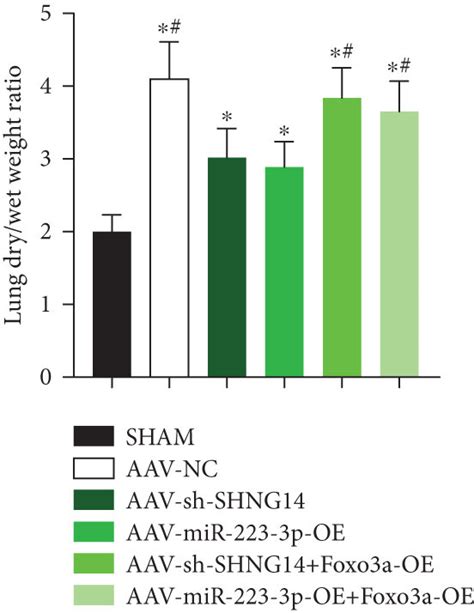 Lncrna Snhg Mir P Foxo A Axis Played A Role In The Lps Induced