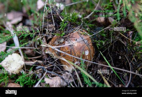 collection of forest mushrooms Stock Photo - Alamy