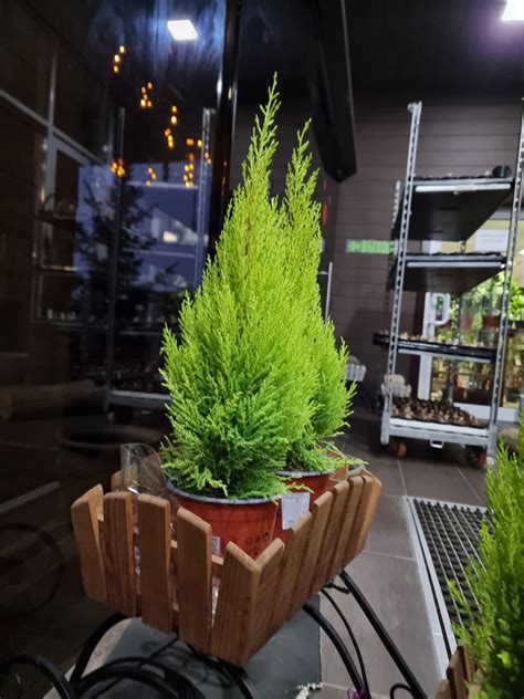 Купить купрессус в Харькове