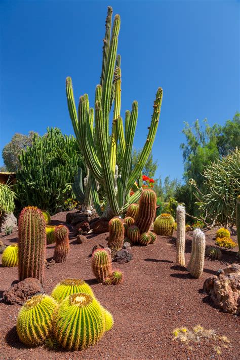 Cactus Garden Free Stock Photo - Public Domain Pictures