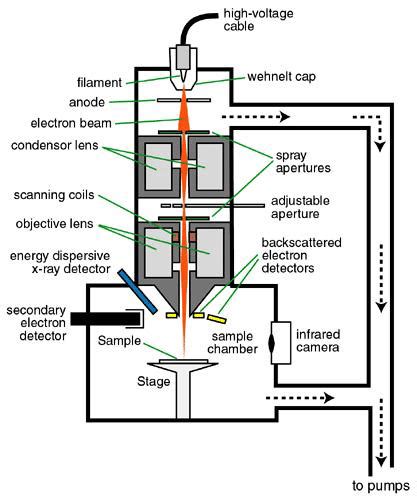 7. Sketch of a Scanning electron microscope | Download Scientific Diagram